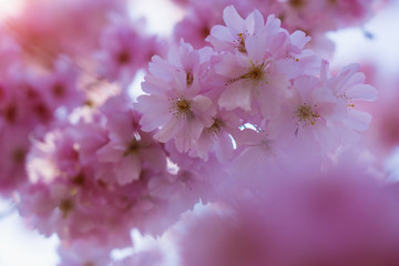 Fototapeta premium Spring banner, branches of blossoming cherry against background of blue sky and butterflies on nature outdoors. Pink sakura flowers, dreamy romantic image spring