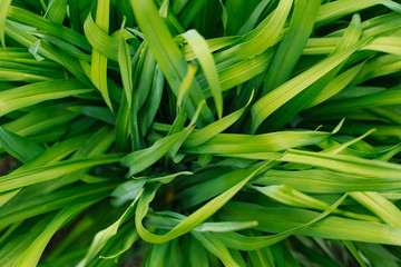Close-up view of a green leaf of grass on a blurred green background in a garden with copy space
