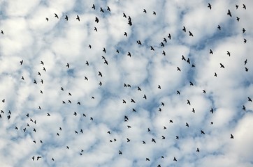 Cloudy sky with flock of birds