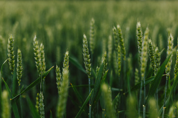 green wheat agriculture field growth