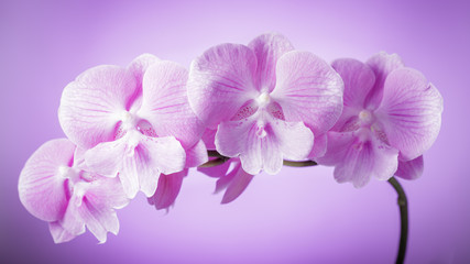 Branch of delicate violet orchid, phalaenopsis  Big Lip close up on a blurred background