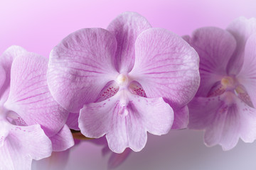 Delicate violet phalaenopsis orchid flower big lip close up on a blurred background