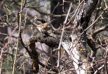 a small bird on a tree branch