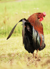 Colorful rooster on the green background