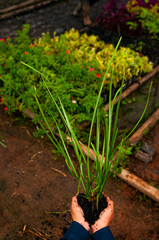 cover (an area of ground) with grass