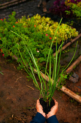 Obraz premium cover (an area of ground) with grass