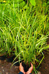 cover (an area of ground) with grass