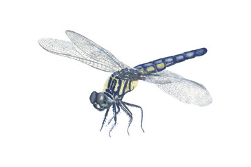 Hand drawn watercolor illustration of green dragonfly isolated on white background