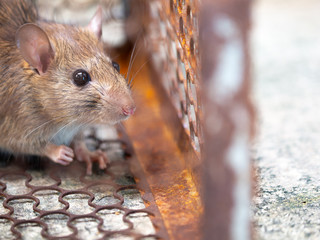 Rat is trapped in a trap cage or trap. the dirty rat has contagion the disease to humans such as...