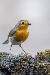 A european robin (Erithacus rubecula)