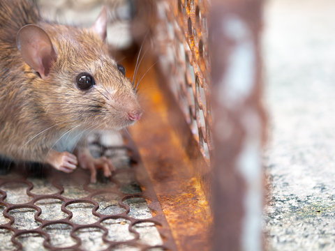 Rat Is Trapped In A Trap Cage Or Trap. The Dirty Rat Has Contagion The Disease To Humans Such As Leptospirosis, Plague. Homes And Dwellings Should Not Have Mice. Cage Catching Control A Rat