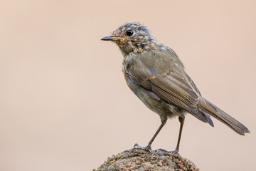 A european robin (Erithacus rubecula)