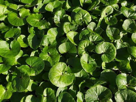 Foliage Of Asarum Canadense Or Canada Wild Ginger, In The Park. 