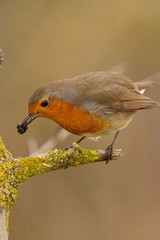 A european robin (Erithacus rubecula)