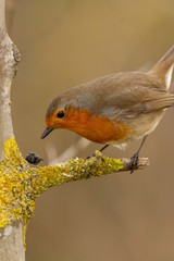 A european robin (Erithacus rubecula)