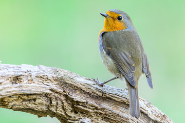 A european robin (Erithacus rubecula)
