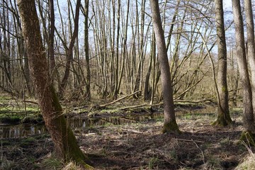 Moor landscape in winter with water reflection     