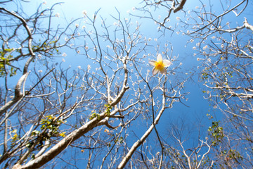 Frangipani flowers are falling from the tree.