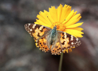 Bright butterfly on yellow flower