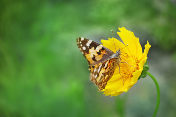 Bright butterfly on yellow flower