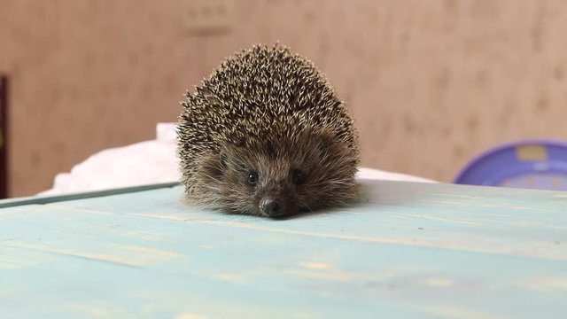 Hedgehog on a wooden background in retro style. Dark lighting. Hand in a glove of dark color. Hard shadows. Shallow depth of field.