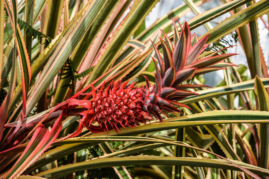 Wallpaper of growing small tropical fresh red pineapple