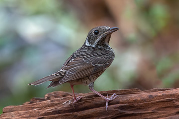 Closeup female of Blue Rockthrush bird