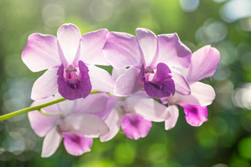 Naklejka na ściany i meble Purple orchid with bokeh