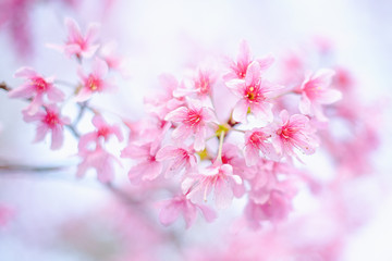Beautiful pink Sakura flowers