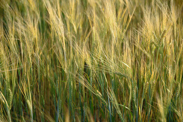 ears of barley in a field close-up