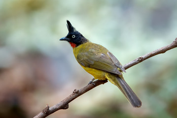 Closeup Black-crested Bulbul perching on a branch