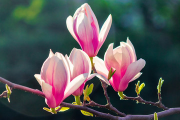 magnolia in sun light. beautiful springtime background