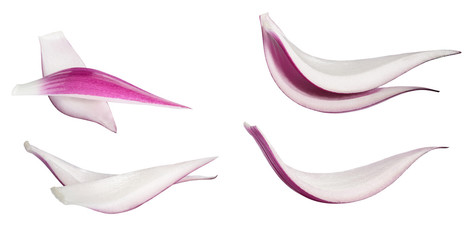 red onion slices isolated on white