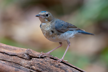 Closeup Siberian Blue Robin, Blue and white bird (juvenile)