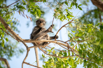 Dusky Langur Monkey or Dusky Leaf Monkey at Ao Manao, Prachuap Khiri Khan, Thailand	