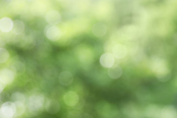 Fototapeta na wymiar Green blurred backround and texture