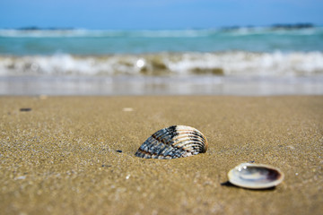 Relaxing background with seashells at the beach