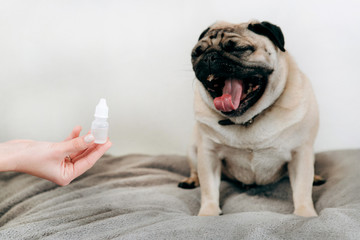 Cute pug yawning, a woman's hand holding ear drops. Pug's ear check-up.