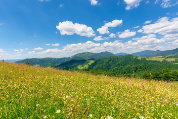 summer scenery of mountainous countryside. alpine hay fields with wild herbs on rolling hills at...