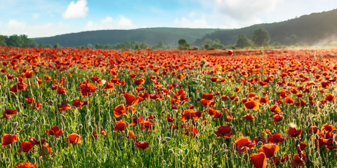 red poppy flower field in the mountains. beautiful nature scenery in summer afternoon