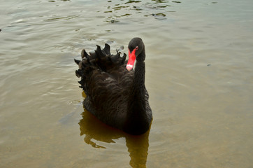 Black swan swimming in the lake