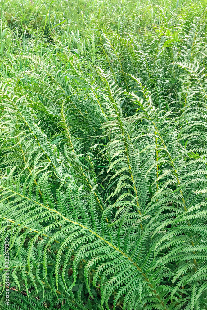 Poster green fern pattern. background of green fern leaves..