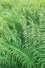 green fern pattern. background of green fern leaves..