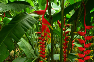 Red and yellow Heliconia flowers in the garden