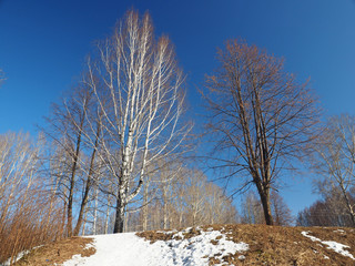 Spring Park, melting snow and ice. Trees, birches. Russian spring nature. Russia, Ural, Perm Region