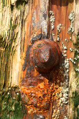 Detail von einem Stück Treibholz. Mit einem rostigen Nagel in der Mitte