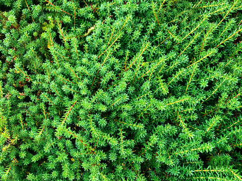 fir tree spruce leaves. conifer tree pattern. Background of Christmas tree branches