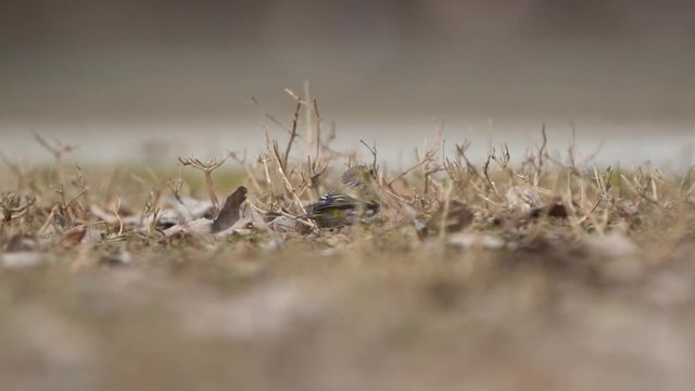 Low Angle View Of European Serin Looking For Food Walking Around On Grass. Slow Motion