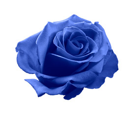 Blue rose bud, isolated on white background