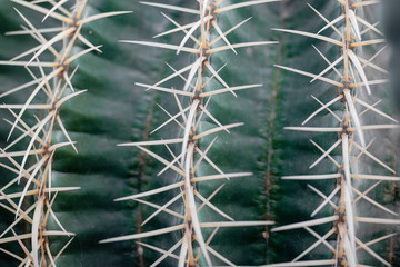 Close up of spines on a barrel cactus.